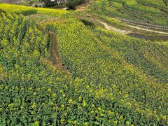 -桑洲油菜花景区
