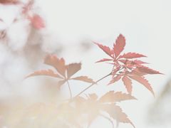 -广州市帽峰山景区