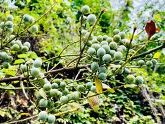 -广州神农草堂中医药博物馆