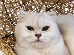 -飞行喵MR PILOT|猫舍·猫咖(静安大融城店)