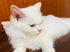 -楼上猫咖(罗湖店)