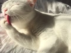 -阿昌烘焙