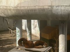-青藏高原野生动物园