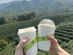 -白茶原·一片叶子