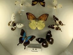 -上海大自然野生昆虫馆