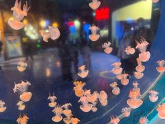 -太平洋海底世界