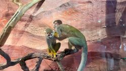 -Zoolung Zoolung动物主题公园(海信广场店)