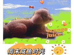 -宠物家(角门东店)