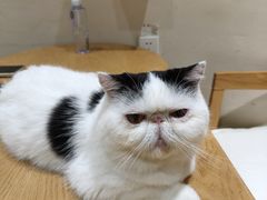 -藏猫猫咖啡主题馆(中央大道店)