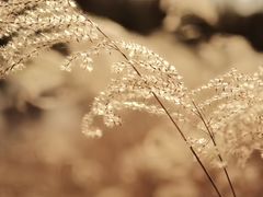 -三圣花乡旅游区