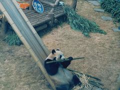 -大连森林动物园