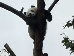 -都江堰中华大熊猫苑
