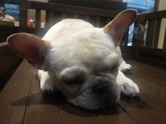 -more than meow吴止猫主题餐厅(承德 中船汇店)