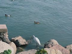 -深圳湾公园(南山区)