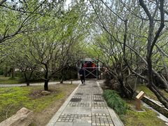 -香雪海
