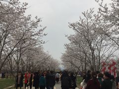 -天王浮山樱花园