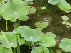 -洛阳市隋唐城遗址植物园