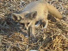 -清迈夜间动物园