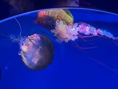 -海合安青岛极地海洋公园