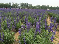 iphone_upload_pic-北京东方普罗旺斯薰衣草庄园