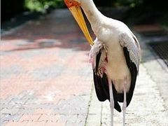 -吉隆坡雀鸟公园