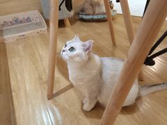 -滚猫咖啡·猫咖·猫友好撸猫(未来城店)