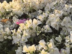 -东莞植物园