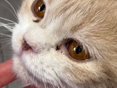 -飞行喵MR PILOT|猫舍·猫咖(静安大融城店)