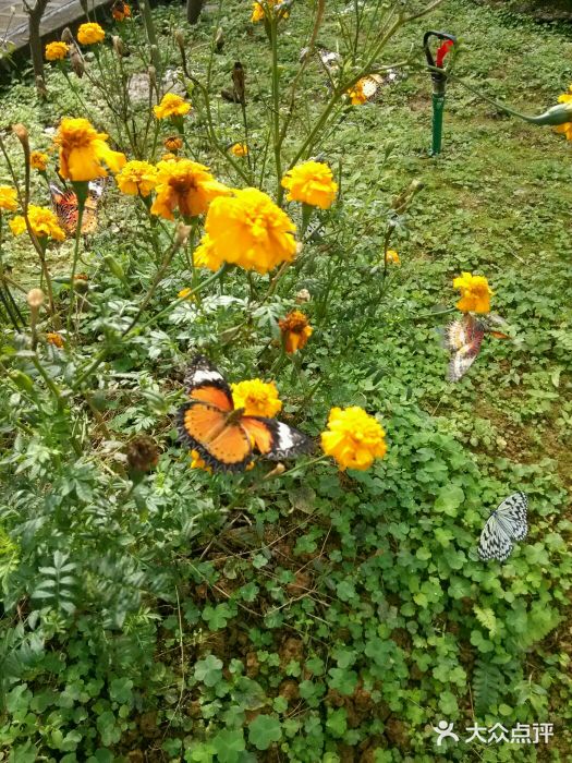 鼎湖山风景区图片