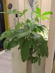 -本真坊美容美体沙龙