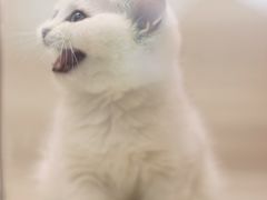 -飞行喵MR PILOT|猫舍·猫咖(静安大融城店)