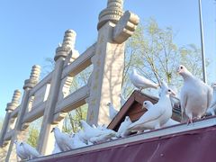 -天津妈祖文化园