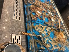 -半岛听涛蒸汽海鲜自助(K11店)