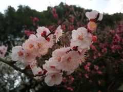 -秀丽东方