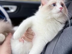 -翊宠yipet猫狗购宠庄园犬舍•猫舍