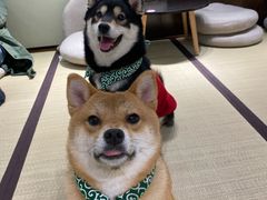 -逗柴咖啡屋·狗咖猫咖宠物桌游
