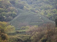 -龙坞茶村