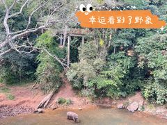 -野象谷景区