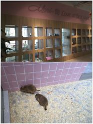 -Moni星球萌宠·小马宝莉·灵蛇·高端高阶全萌宠互动体验俱乐部(红豆国际广场店)