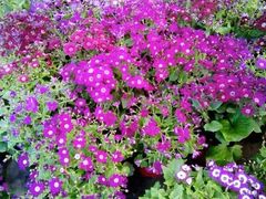 -三圣花乡旅游区