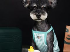 -读宠于你·约克夏比熊·睫角守宫·爬宠售卖(高新店)