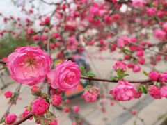 -石家庄市植物园