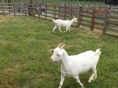 -前小桔亲子创意农场·草莓采摘·露营烧烤