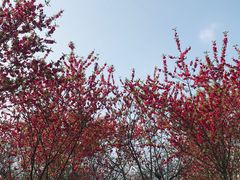 -南山植物园