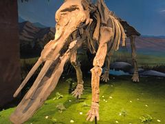 -安徽省地质博物馆