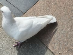 -中粮·祥云小镇