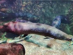 -太平洋海底世界