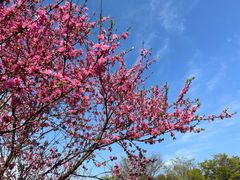 -南汇桃花村