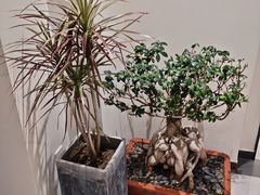 -将相和·海鲜蒸饺大连菜