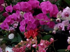 -龙大花卉苗木市场